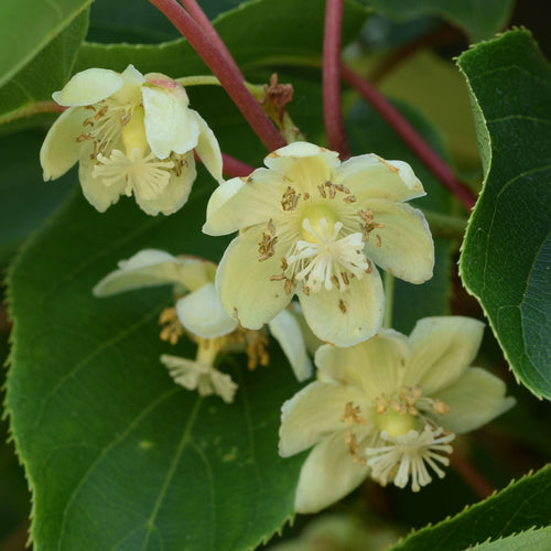 Hardy Kiwi Plant | Actinidia arguta var. purpurea (female) Soft Fruit