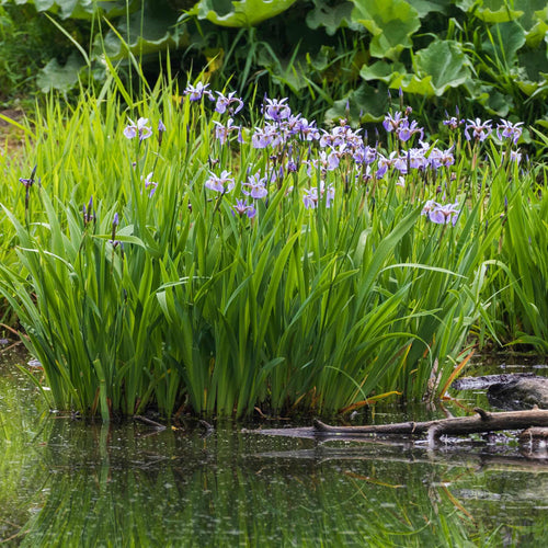 Iris versicolor Pond Plants