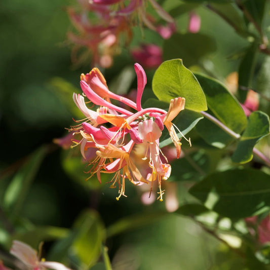 'Gold Flame' Honeysuckle | Lonicera heckrottii Climbing Plants