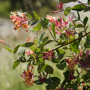 'Gold Flame' Honeysuckle | Lonicera heckrottii Climbing Plants
