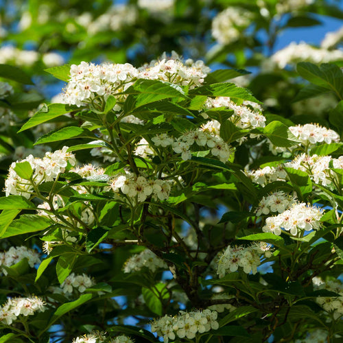 Broad-Leaved Cockspur Thorn Tree | Crataegus persimilis 'Prunifolia' Ornamental Trees