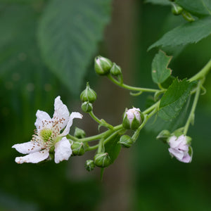 'Columbia Star' Blackberry Plant Soft Fruit