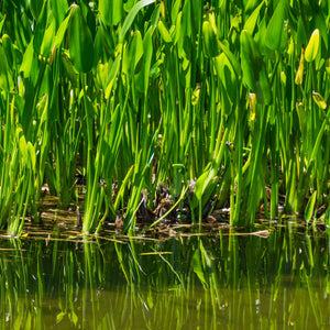 Giant Pickerel Weed | Pontederia lanceolata Pond Plants