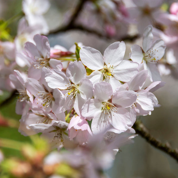 'Pandora' Cherry Blossom Tree | Prunus padus Ornamental Trees