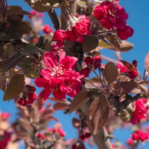 'Royal Raindrops' Crabapple Tree Ornamental Trees
