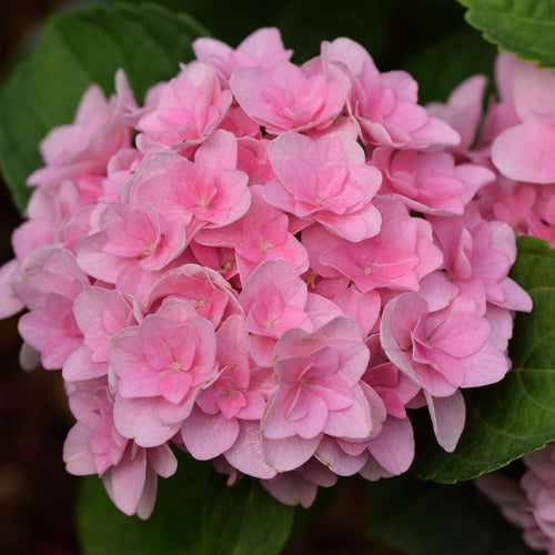 Hydrangea macrophylla 'Florentina Pink' Shrubs