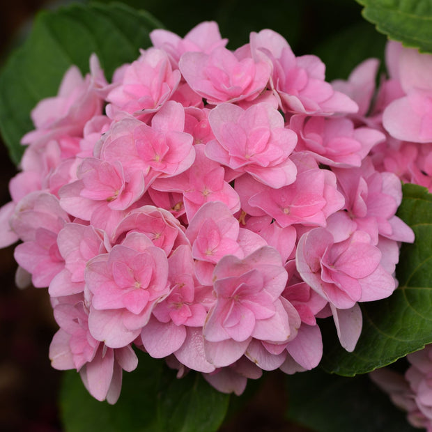 Hydrangea macrophylla 'Florentina Pink' Shrubs