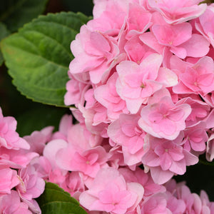 Hydrangea macrophylla 'Florentina Pink' Shrubs