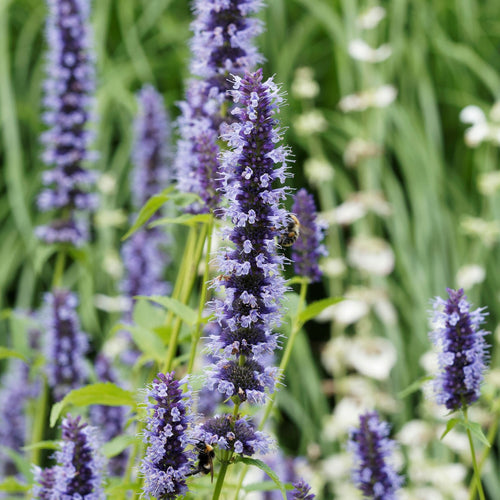 Mexican Giant Hyssop | Agastache 'Blue Fortune' Perennial Bedding