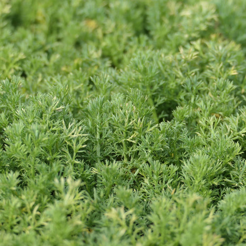 'Treneague' Lawn Chamomile Plant Vegetables