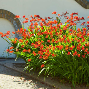 Crocosmia 'Lucifer' Perennial Bedding