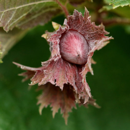 Red Hazelnut Tree | Corylus avellana 'Rote Zellernuss' Fruit Trees