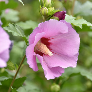 Hibiscus syriacus 'Woodbridge' Shrubs