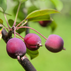Mini Apple Tree | Malus 'Appletini' Trained Fruit Trees