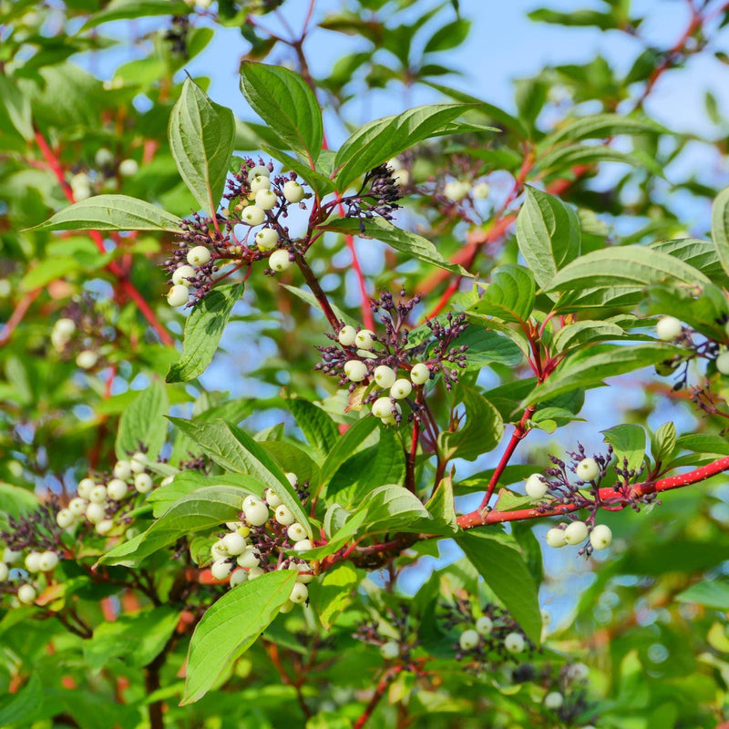 Kashmir Rowan Tree | Sorbus cashmiriana Ornamental Trees