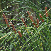 Common Bulrush | Typha latifolia Pond Plants