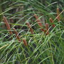 Common Bulrush | Typha latifolia Pond Plants