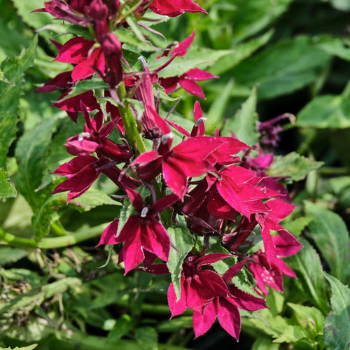 Lobelia speciosa 'Starship Deep Rose' Perennial Bedding