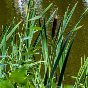 Common Bulrush | Typha latifolia Pond Plants