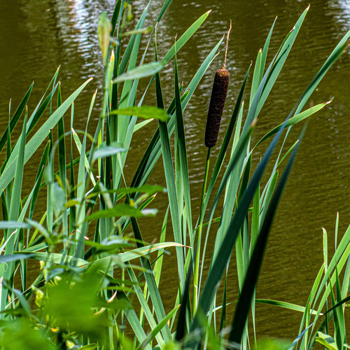 Common Bulrush | Typha latifolia Pond Plants