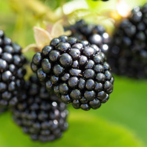 'Triple Crown' Thornless Blackberry Plant Soft Fruit
