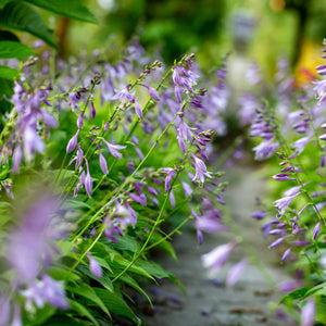 Hosta Elegans Perennial Bedding