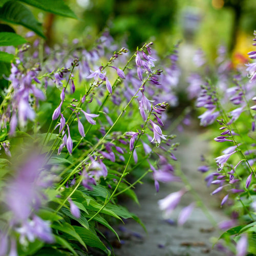 Hosta Elegans Perennial Bedding