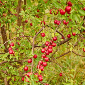 'Mirabelle Ruby' Plum Tree Fruit Trees