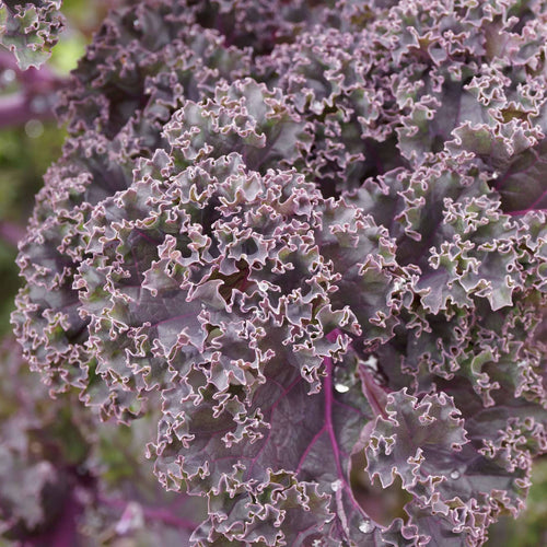 Red Curly Kale Plant | 'Redbor F1' Vegetables