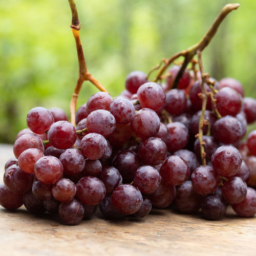 'Autumn Royal' Seedless Grape Vine Soft Fruit