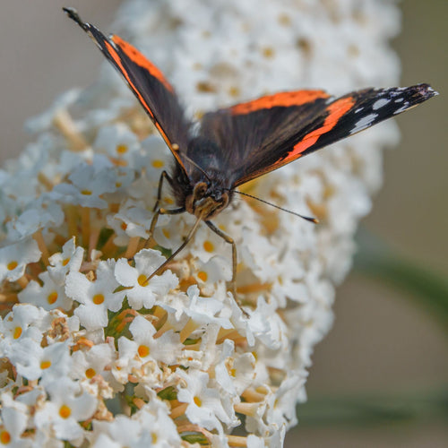Buddleja davidii 'White Profusion' Shrubs