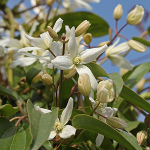 Evergreen Clematis | Clematis armandii Climbing Plants