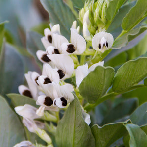 'Bunyard's Exhibition' Broad Bean Plants Vegetables