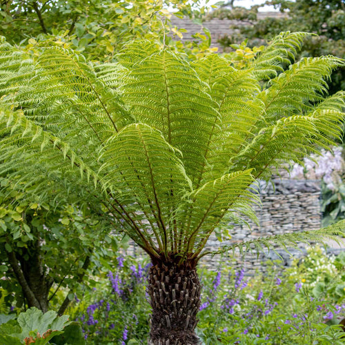Soft Tree Fern | Dicksonia antarctica Ornamental Trees