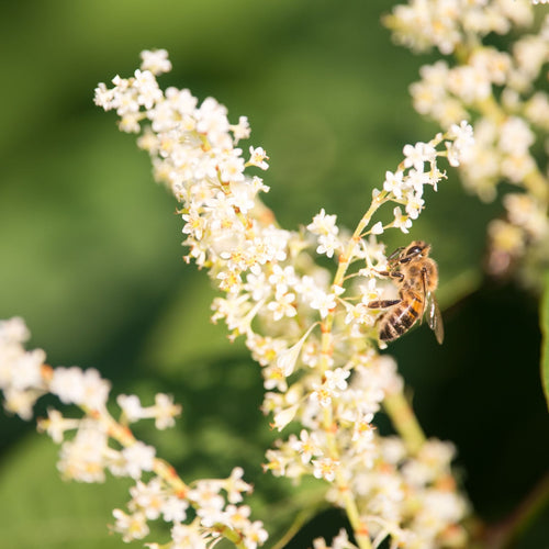 Patio Portuguese Laurel Tree | Prunus lusitanica 'Angustifolia' Shrubs
