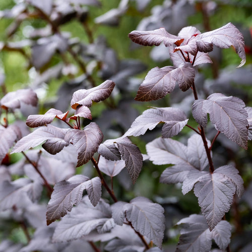 Physocarpus opulifolius 'Diabolo' Shrubs
