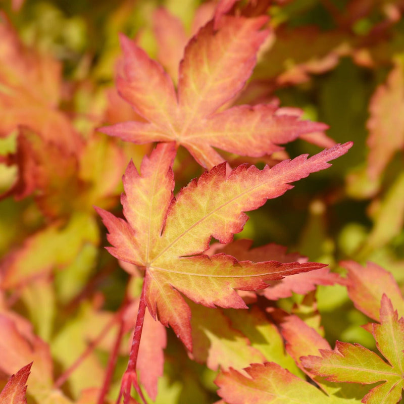 Japanese Maple Tree | Acer palmatum 'Ueno Yama' Ornamental Trees