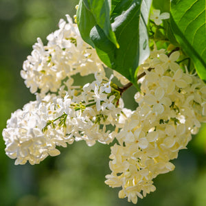 Lilac 'Primrose' | Syringa vulgaris Shrubs