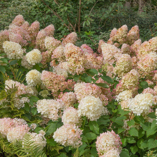 Hydrangea paniculata 'Silver Dollar' Shrubs