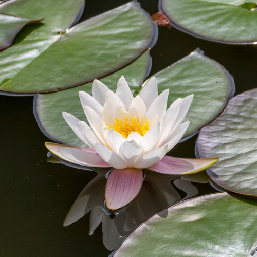 White Water Lily | Nymphaea 'Alba' Pond Plants