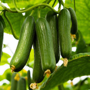 Cucumber 'Mini Hana F1' Plant Vegetables