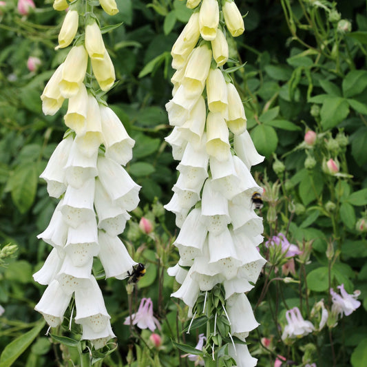 White Foxglove | Digitalis 'Lucas White' Perennial Bedding
