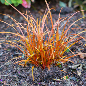 Pheasant's Tail Grass | Stipa arundinacea Perennial Bedding