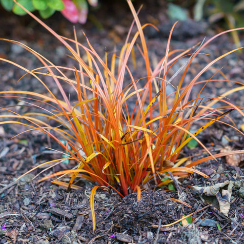Pheasant's Tail Grass | Stipa arundinacea Perennial Bedding