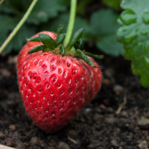 'Fenella' Strawberry Plants Soft Fruit