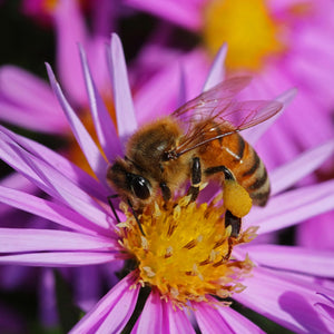 Erigeron 'Sea Breeze' Perennial Bedding