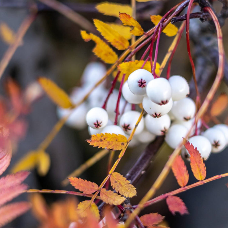 Kashmir Rowan Tree | Sorbus cashmiriana Ornamental Trees