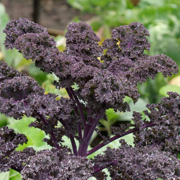 Red Curly Kale Plant | 'Redbor F1' Vegetables