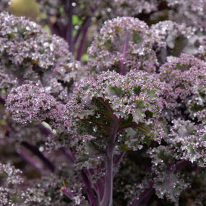 Red Curly Kale Plant | 'Redbor F1' Vegetables
