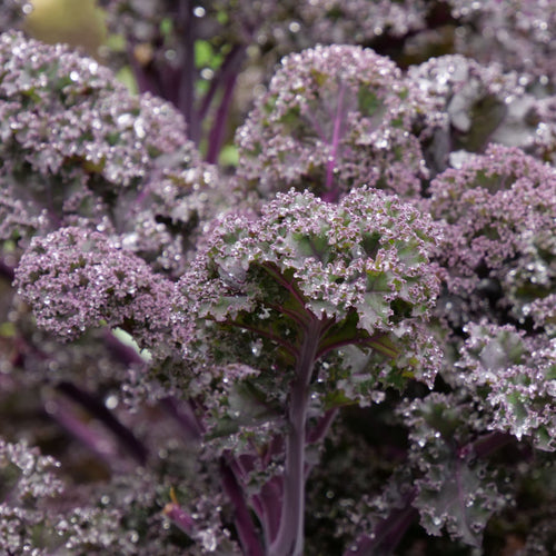 Red Curly Kale Plant | 'Redbor F1' Vegetables